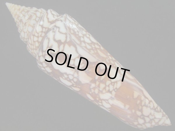 画像2: インドハデミナシ(Conus milneedwardsi clytospira) 158ｍｍ　特大　ユニークフォーム (2)