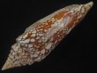 画像3: インドハデミナシ(Conus milneedwardsi clytospira) 158ｍｍ　特大　ユニークフォーム (3)