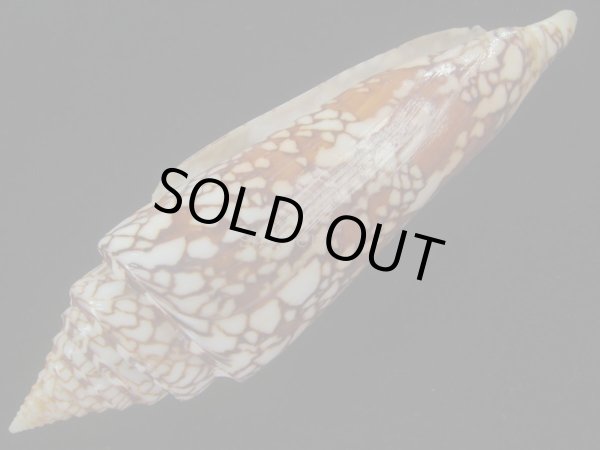 画像3: インドハデミナシ(Conus milneedwardsi clytospira) 158ｍｍ　特大　ユニークフォーム (3)