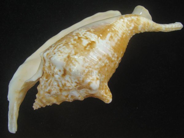 画像2: ルンバソデ(Strombus gallus) 151mm 特大 老成 マルティニック産 (2)