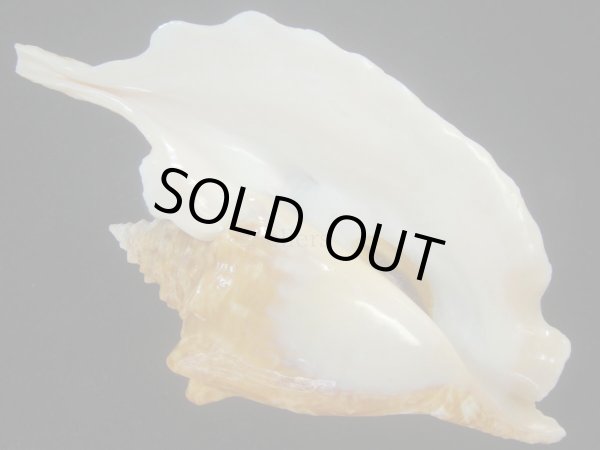 画像1: ルンバソデ(Strombus gallus) 老成　濃色　特美品　マルティニック産 (1)