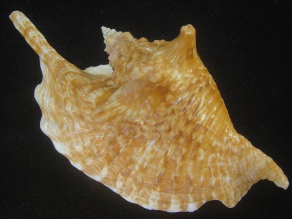 画像3: ルンバソデ(Strombus gallus) 老成 濃色 特美品 マルティニック産 (3)