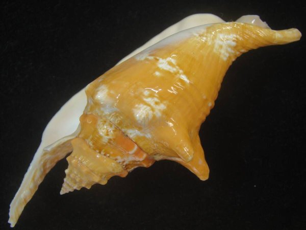 画像3: ルンバソデ(Strombus gallus) オレンジ 老成 美品 マルティニック産 (3)