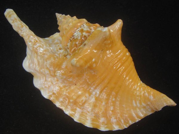 画像2: ルンバソデ(Strombus gallus) オレンジ 老成 美品 マルティニック産 (2)
