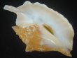 画像1: ルンバソデ(Strombus gallus) オレンジ　老成　美品　マルティニック産 (1)