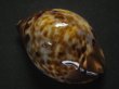 画像2: ケイトダカラ(form Quobba) (2)