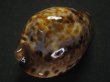 画像3: ケイトダカラ(form Quobba) (3)