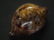 画像4: ケイトダカラ(form Quobba) (4)
