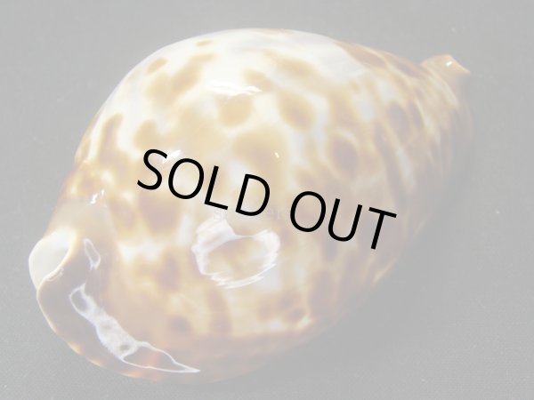 画像3: ベルコイクロガネダカラ　レンティギノーサ (3)