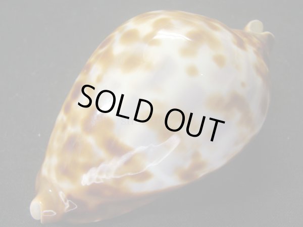 画像4: ベルコイクロガネダカラ　レンティギノーサ (4)