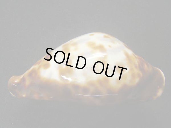 画像6: ベルコイクロガネダカラ　レンティギノーサ (6)