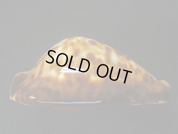 画像7: ベルコイクロガネダカラ　レンティギノーサ (7)