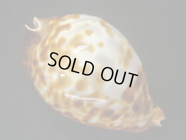 画像5: ベルコイクロガネダカラ　レンティギノーサ (5)