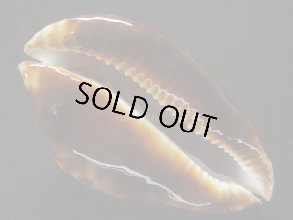 画像8: ベルコイクロガネダカラ　レンティギノーサ (8)