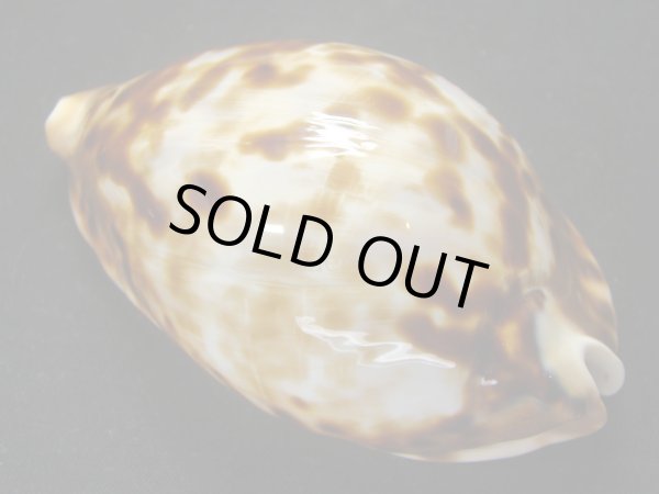 画像2: クロガネダカラ　ホープタウンインスラータ　ホワイトベース　特大 (2)