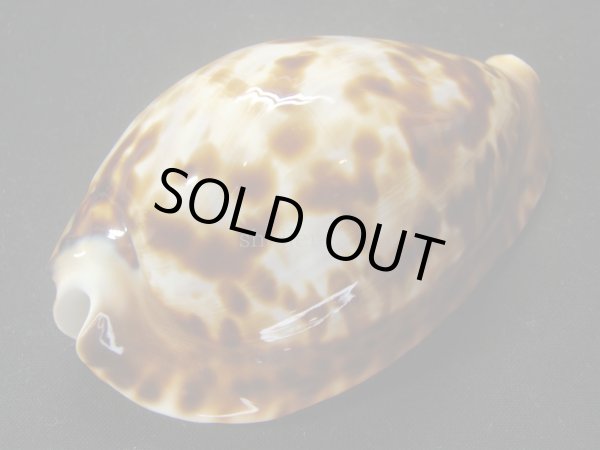 画像3: クロガネダカラ　ホープタウンインスラータ　ホワイトベース　特大 (3)