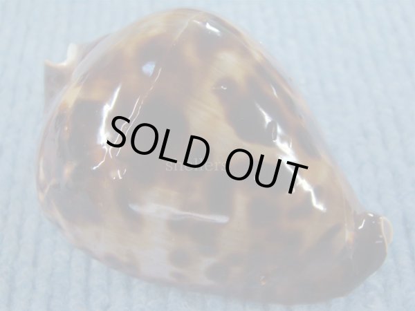 画像2: ベルコイクロガネダカラ　ルビーベース (2)