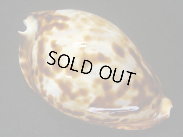 画像5: クロガネダカラ　ホープタウンインスラータ　ホワイトベース　特大 (5)