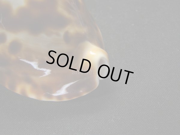 画像9: クロガネダカラ　ホープタウンインスラータ　ホワイトベース　特大 (9)