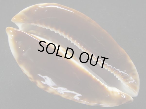 画像8: クロガネダカラ　ホープタウンインスラータ　ホワイトベース　特大 (8)