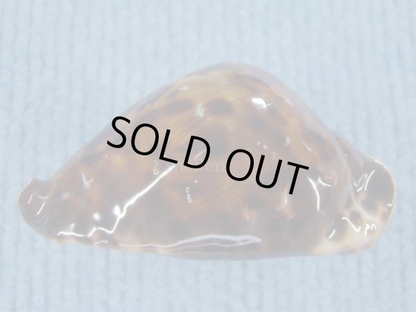 画像4: ベルコイクロガネダカラ　ルビーベース (4)