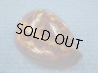 へっぽこ、ベルコイクロガネダカラ Microshells: Zoila friendii vercoi ベルコイクロガネダカラ