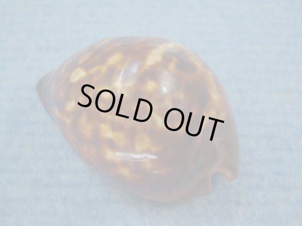 画像2: ベッコウダカラ(Zoila decipiens) 大 (2)