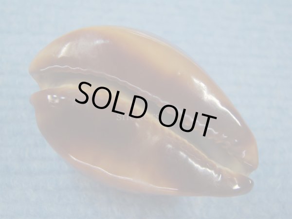 画像3: ベッコウダカラ(Zoila decipiens) 大 (3)