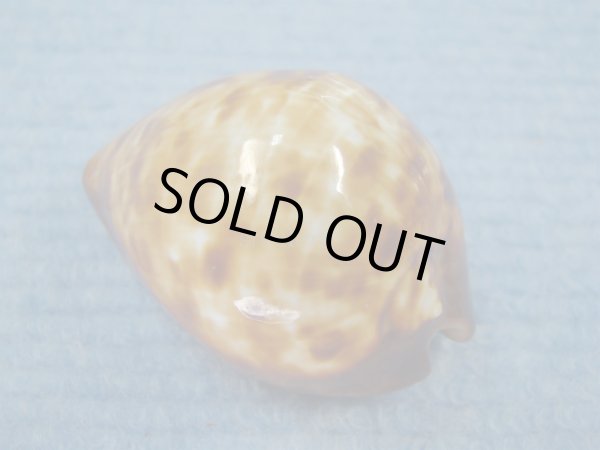 画像2: ベッコウダカラ(Zoila decipiens)  (2)