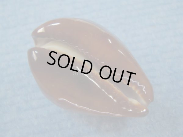 画像3: ベッコウダカラ(Zoila decipiens)  (3)