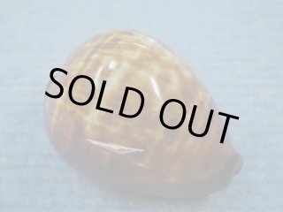 オーストラリアの貝 - Kaiショップ (Page 1)