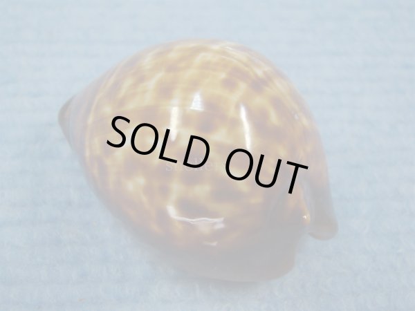 画像2: ベッコウダカラ(Zoila decipiens)  (2)