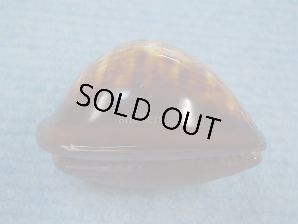 画像3: ベッコウダカラ(Zoila decipiens)  (3)