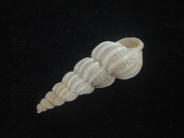 画像3: エゾイトカケ(Boreoscala greenlandica)　死殻だけど老成　美品　珍産地 (3)