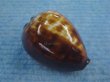 画像1: ベッコウダカラ(Zoila decipiens) ツートーン　美品 (1)