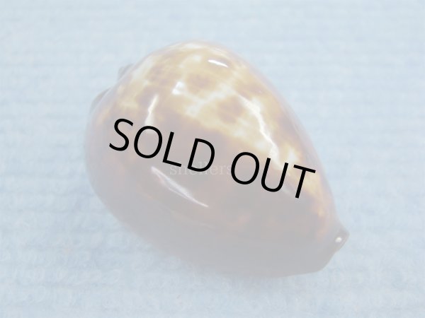 画像1: ベッコウダカラ(Zoila decipiens) ツートーン　美品 (1)