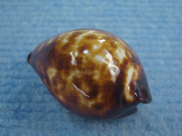 画像2: ベッコウダカラ(Zoila decipiens) ツートーン　美品 (2)