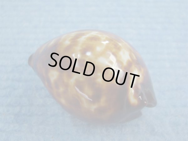 画像2: ベッコウダカラ(Zoila decipiens) ツートーン　美品 (2)