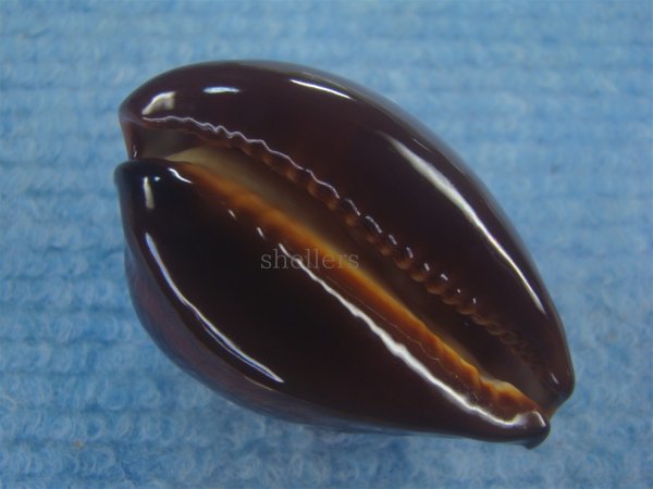 画像3: ベッコウダカラ(Zoila decipiens) ツートーン　美品 (3)