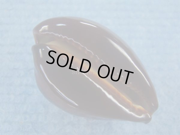 画像3: ベッコウダカラ(Zoila decipiens) ツートーン　美品 (3)