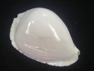 貝　まとめ売り 貝 まとめ売り 楽天市場】シフトアップ SHIFT UP 201585-09 APE50／100