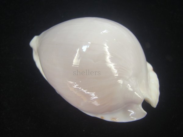 画像2: シロヘルメットダカラ(Zoila marginata albanyensis) 大　老成　美品 (2)