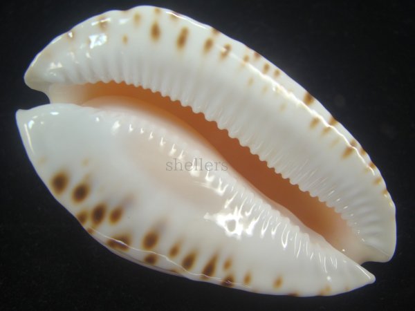 画像3: シロヘルメットダカラ(Zoila marginata albanyensis) 大　老成　美品 (3)