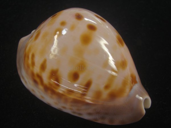 画像1: ピンクメンコイダカラ(Zoila venusta roseopunctata) 77ｍｍ　特大　ウルトラエクセプショナル (1)