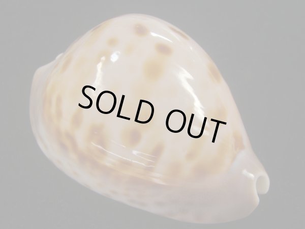 画像1: ピンクメンコイダカラ(Zoila venusta roseopunctata) 77ｍｍ　特大　ウルトラエクセプショナル (1)