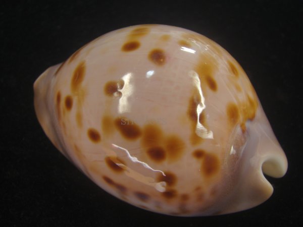 画像2: ピンクメンコイダカラ(Zoila venusta roseopunctata) 77ｍｍ　特大　ウルトラエクセプショナル (2)