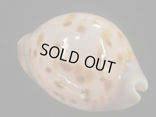 画像2: ピンクメンコイダカラ(Zoila venusta roseopunctata) 77ｍｍ　特大　ウルトラエクセプショナル (2)