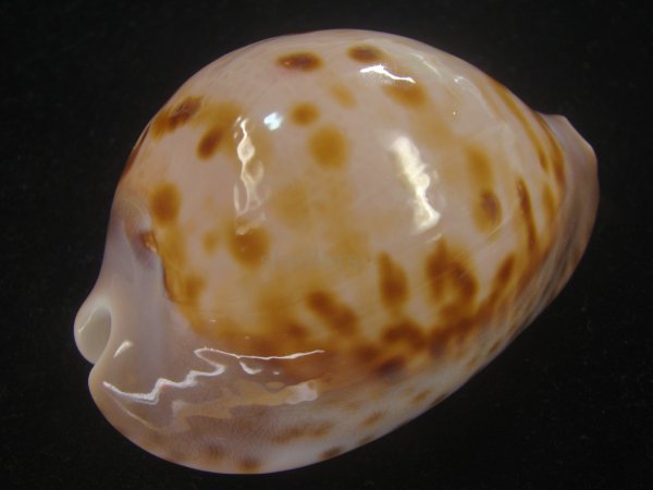 画像3: ピンクメンコイダカラ(Zoila venusta roseopunctata) 77ｍｍ　特大　ウルトラエクセプショナル (3)