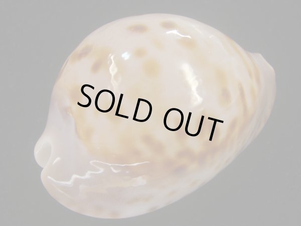 画像3: ピンクメンコイダカラ(Zoila venusta roseopunctata) 77ｍｍ　特大　ウルトラエクセプショナル (3)