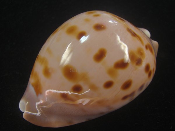 画像4: ピンクメンコイダカラ(Zoila venusta roseopunctata) 77ｍｍ　特大　ウルトラエクセプショナル (4)